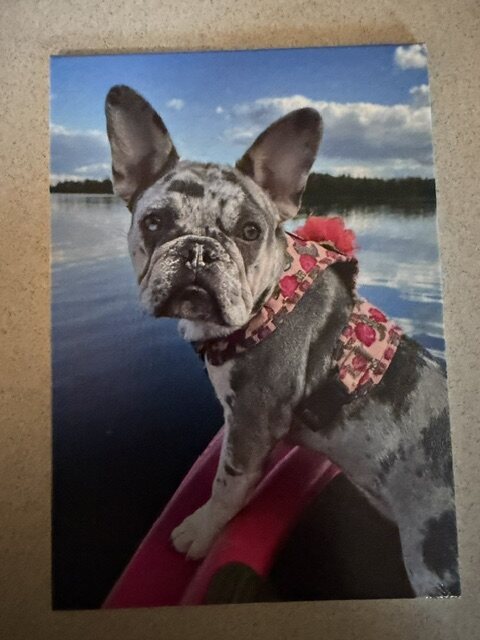 Custom dog portrait printed on a panel